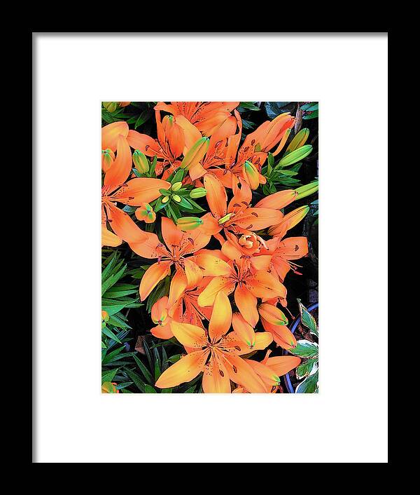 Flower Framed Print featuring the photograph Summer Lily by Strangefire Art Scylla Liscombe