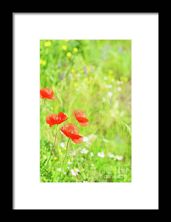 Poppy Framed Print featuring the photograph Summer Poppyes by Anastasy Yarmolovich