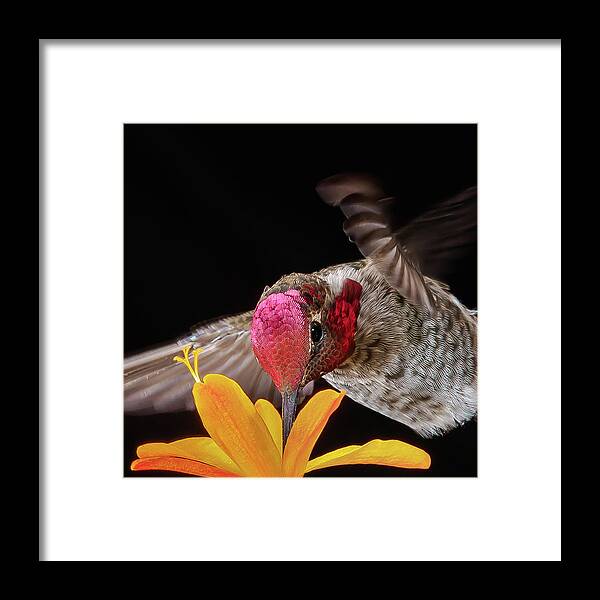 Animal Framed Print featuring the photograph Summer Sipping by Briand Sanderson