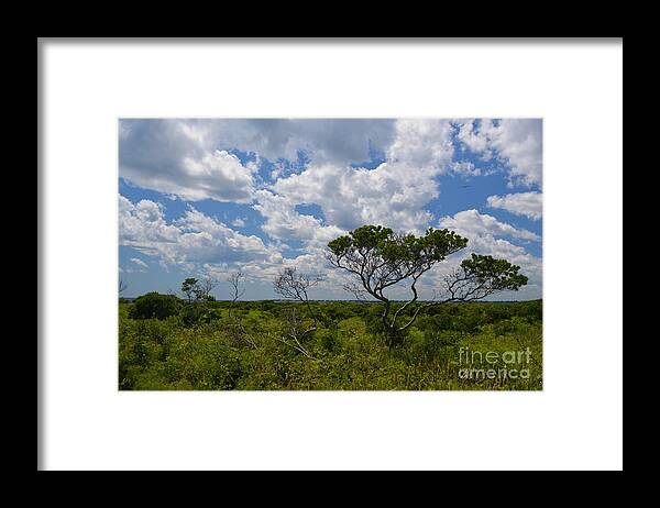 Trees Framed Print featuring the photograph Summer Sky by Tammie Miller