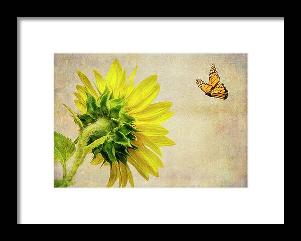 Sunflower Framed Print featuring the photograph Summer Sun by Cathy Kovarik