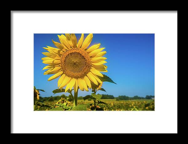 Alabama Framed Print featuring the photograph Summer Sunflower by James-Allen