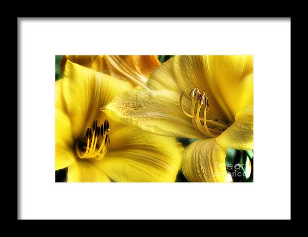 Day Lilies Framed Print featuring the photograph Summer's Personality by Michael Eingle