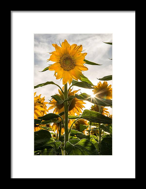 Sunflowers Framed Print featuring the photograph Sun and Sunflowers by Janet Kopper