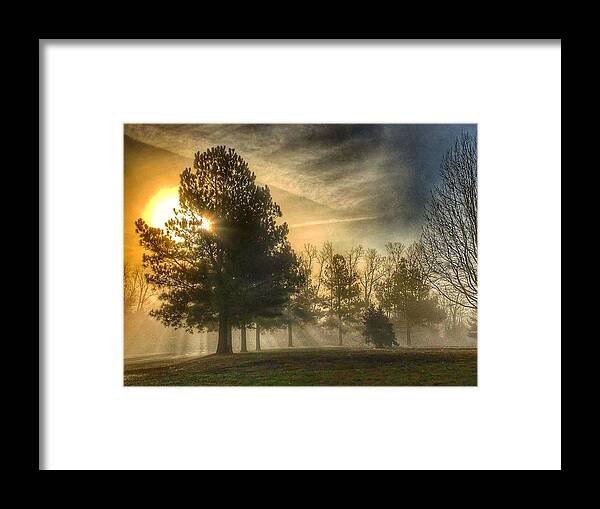 Trees Framed Print featuring the photograph Sun and Trees by Sumoflam Photography