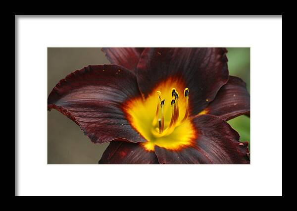 Flowers Framed Print featuring the photograph Sun Burst by Maria Wall