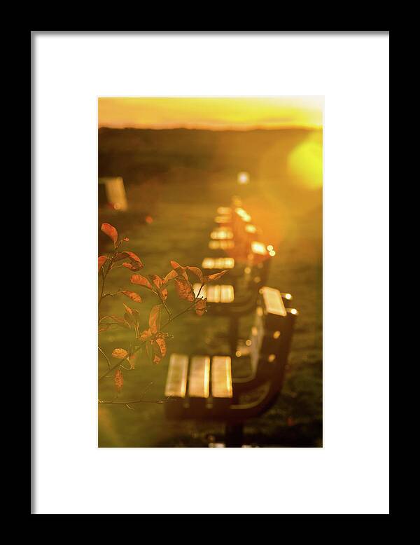 Bench Framed Print featuring the photograph Sun Drenched Bench by Darryl Hendricks