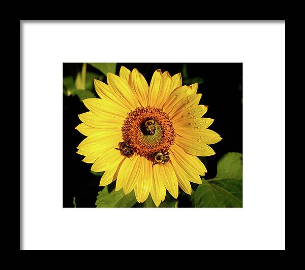 Sunflower Framed Print featuring the photograph Sunflower and Bees by Nancy Landry