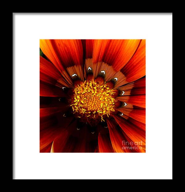 Flower Framed Print featuring the photograph Sun in the Garden by JoAnn SkyWatcher