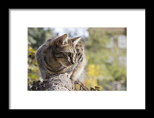 Animal Framed Print featuring the photograph Sun-kissed by Helga Novelli