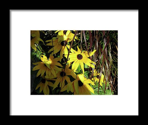 Daisies Framed Print featuring the photograph Sun Lit Diasies by Michele Wilson
