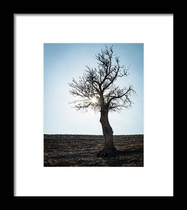 Inspiration Framed Print featuring the photograph Sun rays and bare lonely tree by Michalakis Ppalis