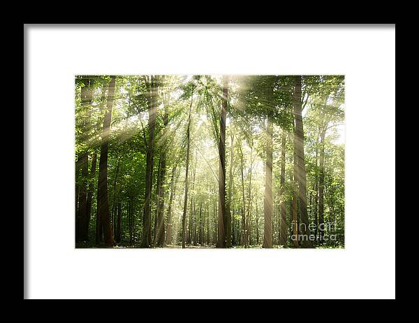 Sun Framed Print featuring the photograph Sun Rays Through Treetops Rural Landscape by PIPA Fine Art - Simply Solid