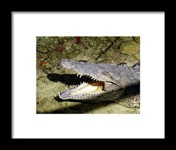 Crocodile Framed Print featuring the photograph Sunbathing croc by Francesca Mackenney