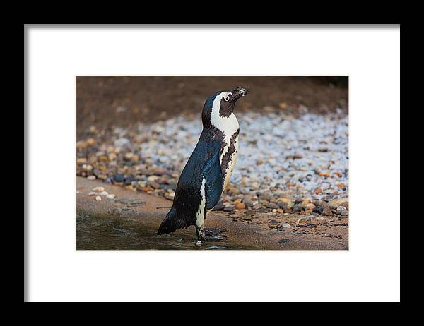 Animal Framed Print featuring the photograph Sunbathing penguin by Tim Abeln