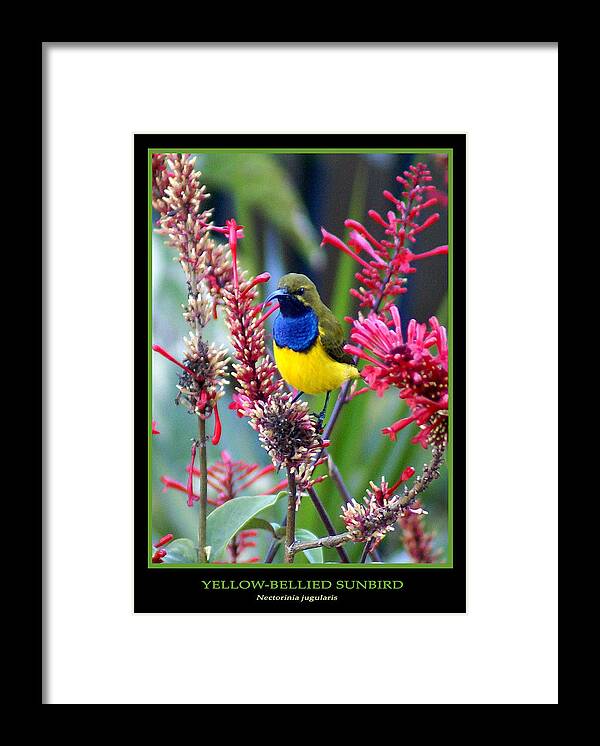 Animals Framed Print featuring the photograph Sunbird by Holly Kempe