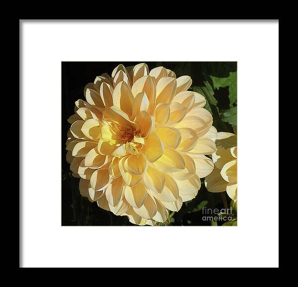Flower Framed Print featuring the photograph Sunburst by Joyce Creswell
