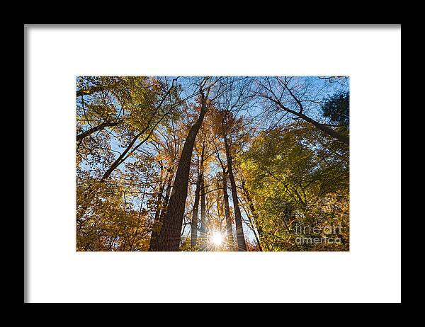 Fall Framed Print featuring the photograph Sunburst through Autumn Trees by Alissa Beth Photography