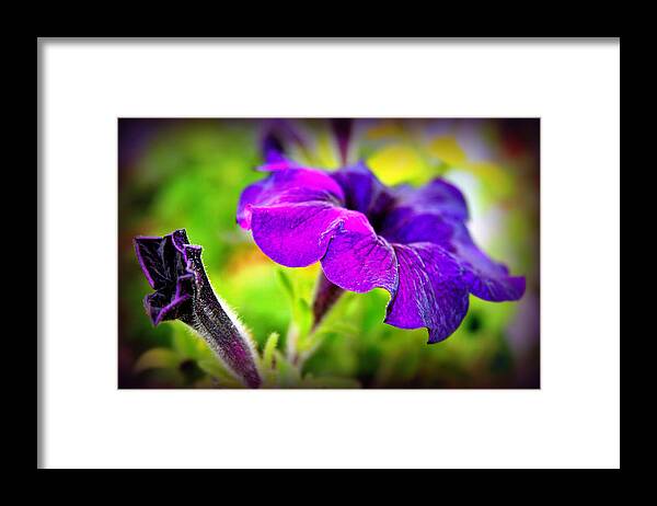 Violet Framed Print featuring the photograph Suncatcher Sapphire by Susie Weaver