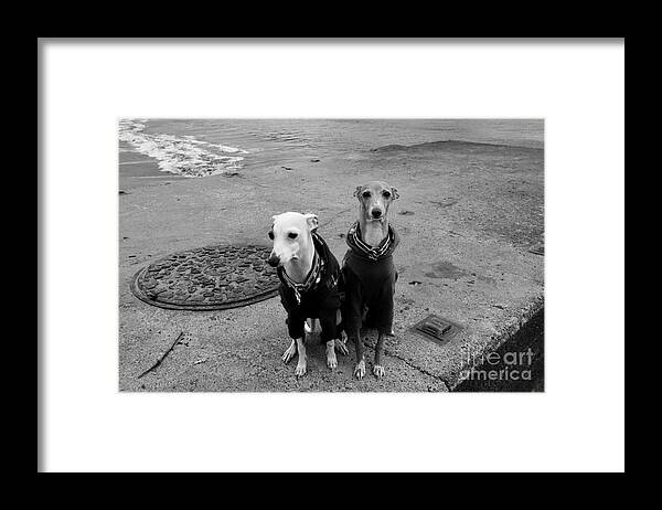 Animals Framed Print featuring the photograph Sunday Best by Dean Harte