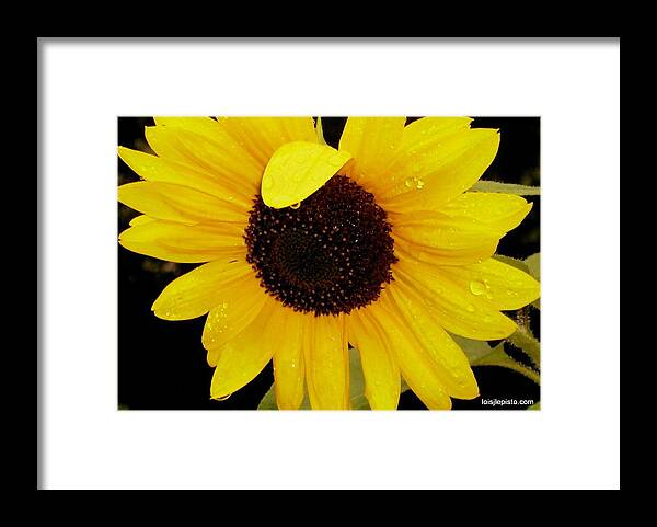 Sunflower Framed Print featuring the photograph Sundrops by Lois Lepisto