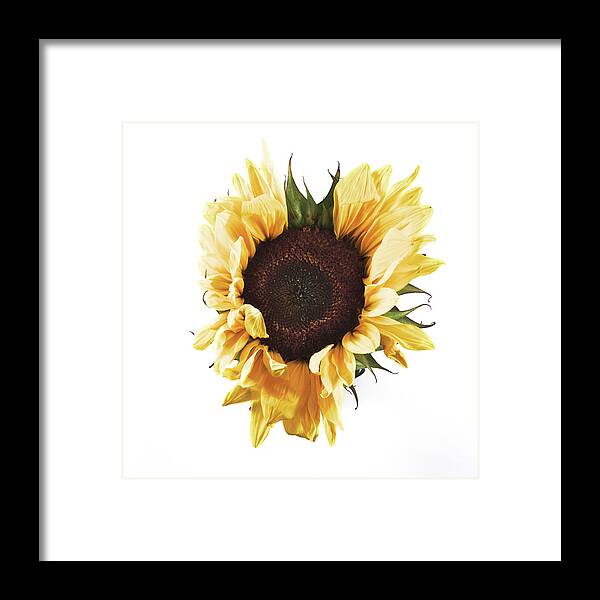 Flower Framed Print featuring the photograph Sunflower #1 by Desmond Manny