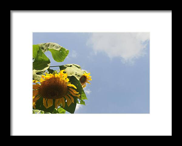 Sunflower Framed Print featuring the photograph Sunflower 3 by David Arment