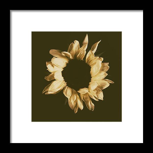 Color Framed Print featuring the photograph Sunflower #3 by Desmond Manny