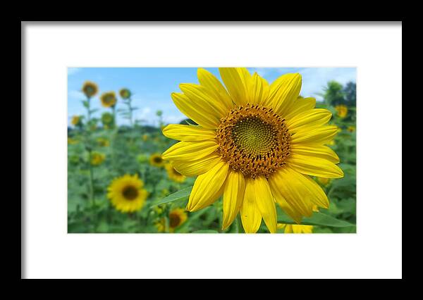 Sunflower Framed Print featuring the photograph Sunflower 4 by Stacy Abbott