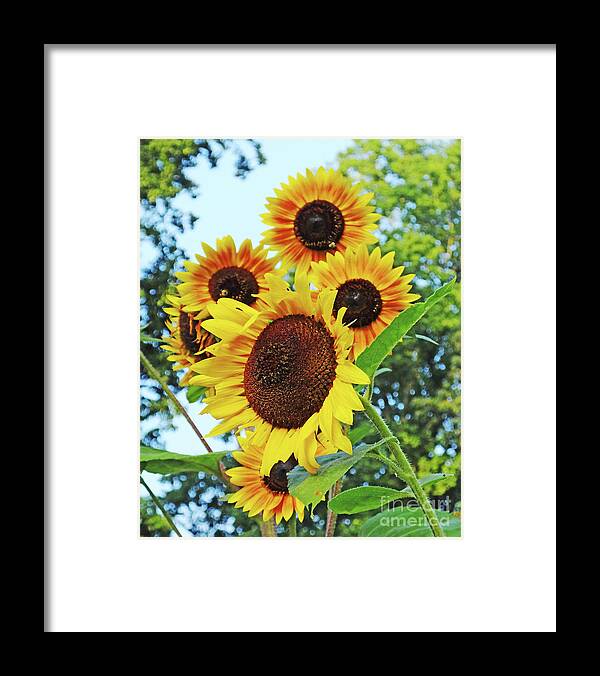 Summer Framed Print featuring the photograph Sunflower 46 by Lizi Beard-Ward