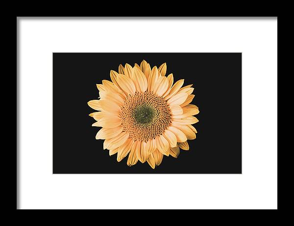Sunflower Framed Print featuring the photograph Sunflower #6 by Desmond Manny