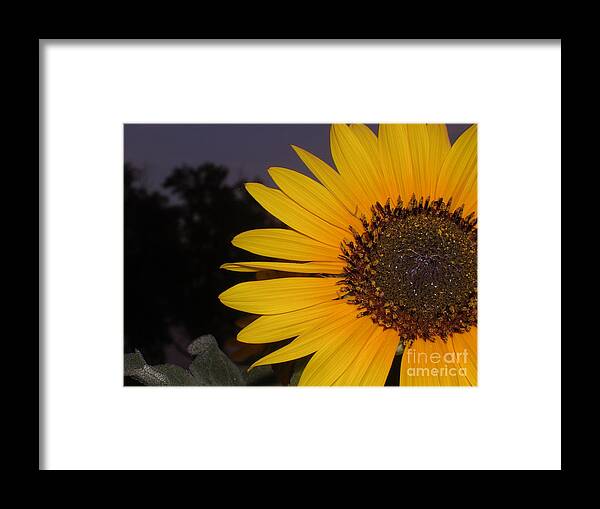  Framed Print featuring the photograph Sunflower by A K Dayton