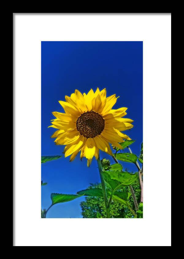 Sunflowers Framed Print featuring the photograph Maize 'N Blue by Amanda Smith