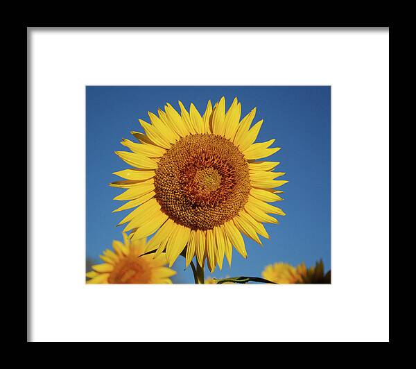 Sunflower Framed Print featuring the photograph Sunflower and Blue Sky by Nancy Landry