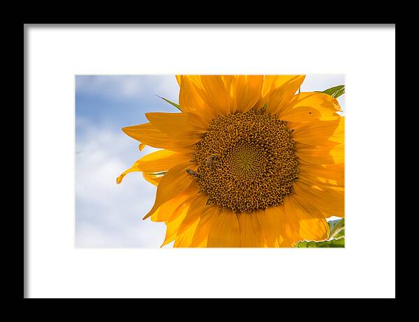 Sunflowers Framed Print featuring the photograph Sunflower and the Bee by Janet Kopper