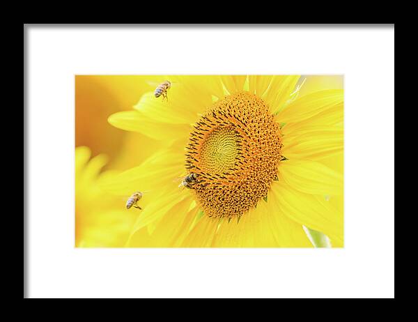 Dupage County Framed Print featuring the photograph Sunflower and The Bees by Joni Eskridge