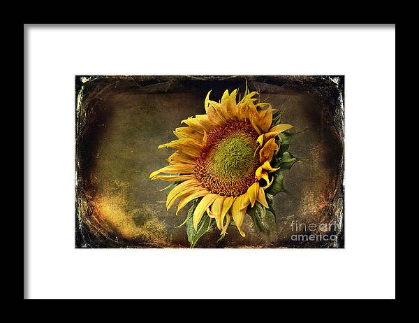 Sunflower Framed Print featuring the photograph Sunflower Art 2 by Sari Sauls