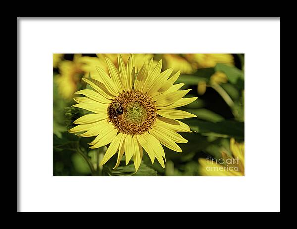 Sunflower Framed Print featuring the photograph Sunflower Bumble by Natural Focal Point Photography