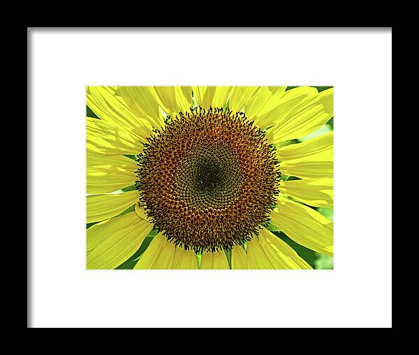 Sunflower Framed Print featuring the photograph Sunflower by Catherine Reading