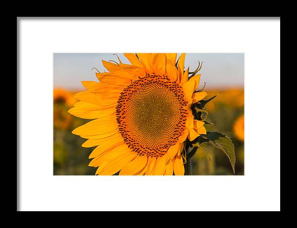 Flowers Framed Print featuring the photograph Sunflower Close Up by Tony Hake