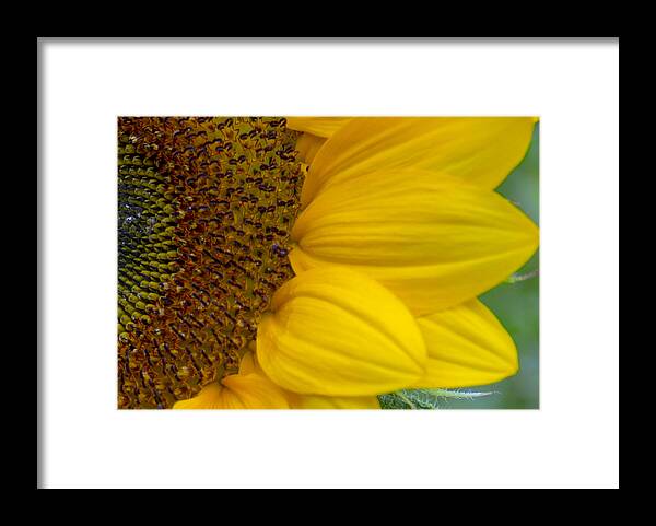 Flower Framed Print featuring the photograph Sunflower Closeup by Allen Nice-Webb