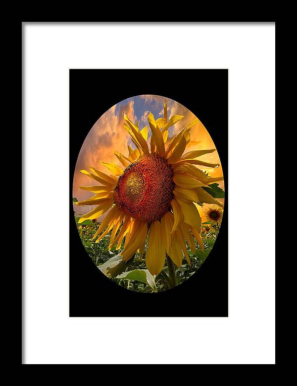 Sunflower Framed Print featuring the photograph Sunflower Dawn in Oval by Debra and Dave Vanderlaan