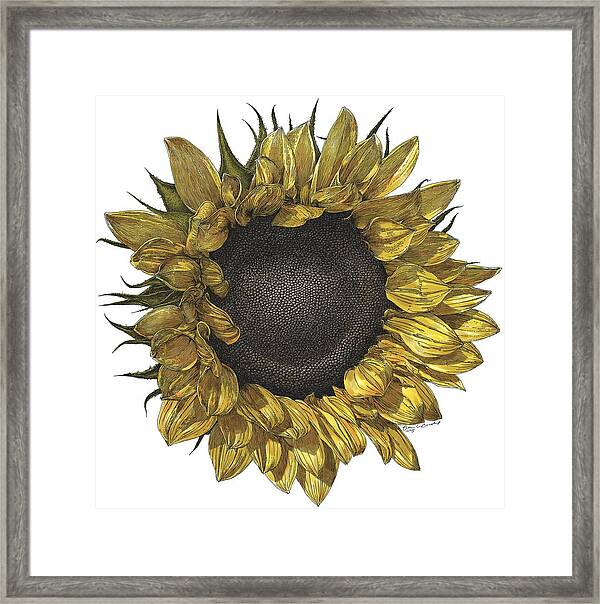 sunflower drawing color easy