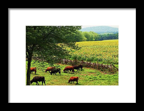 Sunflowers Framed Print featuring the photograph Sunflower Farm by John Scates