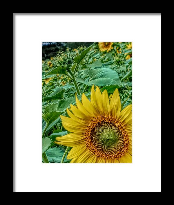 Sunflower Framed Print featuring the photograph Sunflower Field by ChelleAnne Paradis