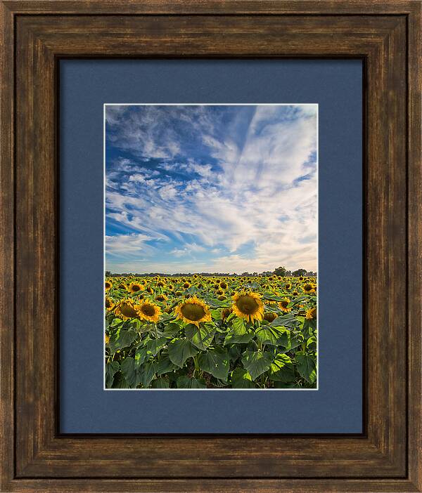 Sunflower Field  by Janet  Kopper