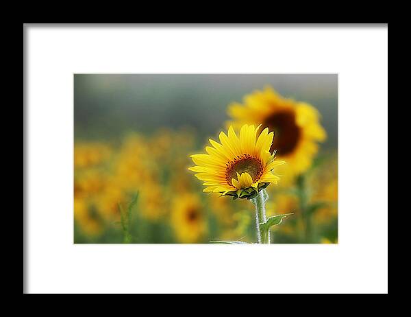 Sunflower Framed Print featuring the photograph Sunflower Field by Karen McKenzie McAdoo