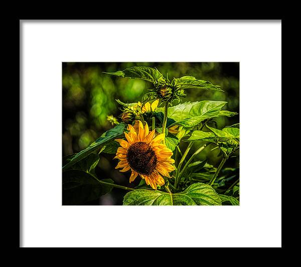  Framed Print featuring the photograph Sunflower, flower, sun flower, flowers, floral by Lilia S