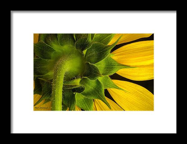 Sunflower Framed Print featuring the photograph Sunflower Hairs signed by Rick Strobaugh