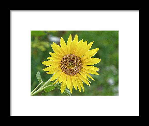 Sunflower Framed Print featuring the photograph Sunflower by Hartmut Knisel
